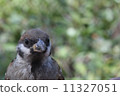 Sparrow Sparrow 11327051