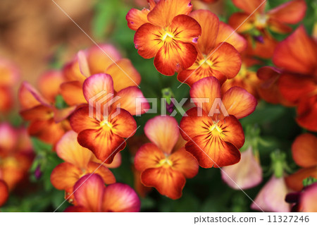 Viola 11327246