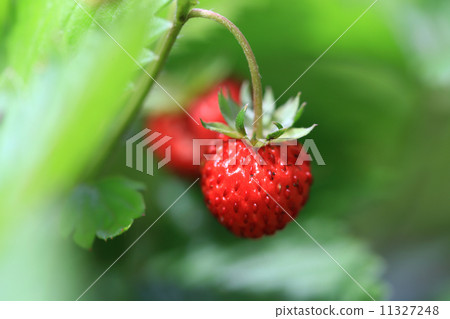 snake strawberry 11327248