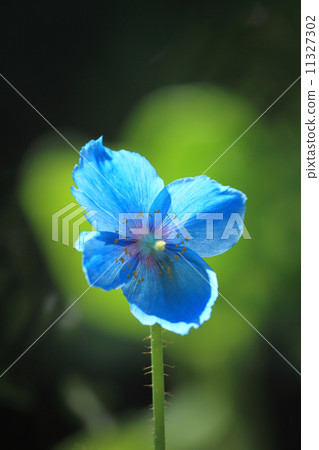 喜馬拉雅山的罌粟 11327302