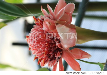 盛開的火炬薑和這個花亭(花園紀念公園) 盛開的火炬薑和這個花亭(花園紀念公園) 11328215
