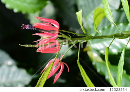 盛開的盛開的亭子（Hanazono Memorial Park）Babonia·Gledohiri 11328254