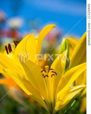 Yellow lily Yellow lily 11328400