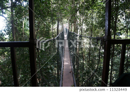 懸索橋在哥打京那巴魯的叢林中 11328449