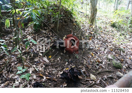 枯萎病的粗糙 11328450