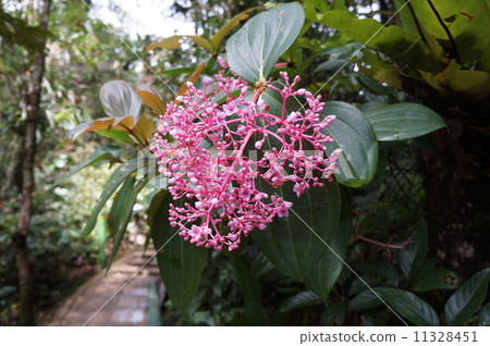 哥打京那巴魯的叢林花 哥打京那巴魯的叢林花 11328451