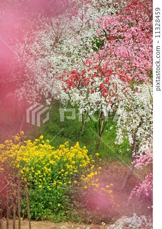 花桃 花桃 11328459