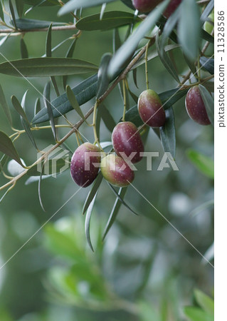 橄欖橄欖看起來好吃。 橄欖橄欖看起來好吃。 11328586