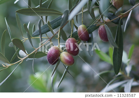 橄欖橄欖看起來好吃。 11328587