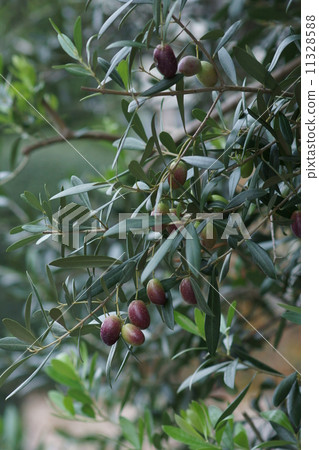 Olive Olive Looks delicious. Olive Olive Looks delicious. 11328588