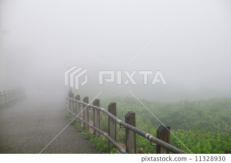 Fog 11328930
