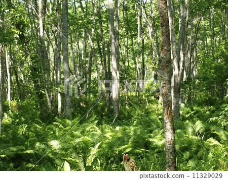 Kushiro Wetland National Park Forest 11329029