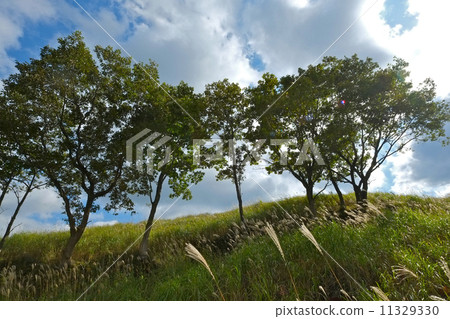 高原的樹木 11329330