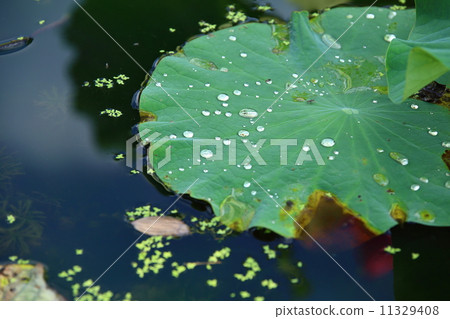 Water plants 11329408