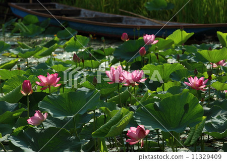 Lotus field and small boat 11329409