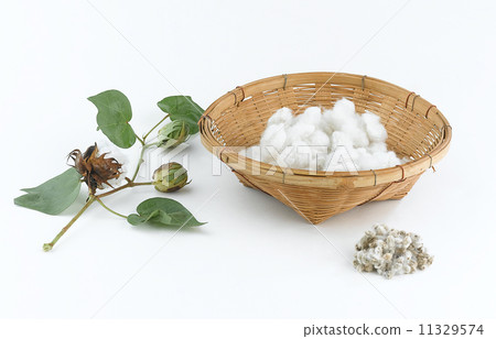 Cotton plant and seed 11329574
