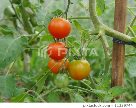 家庭花園 11329744