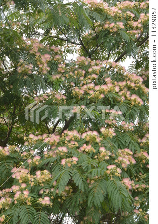 Nemu的鮮花盛開是鳶尾鎮埼玉 11329852