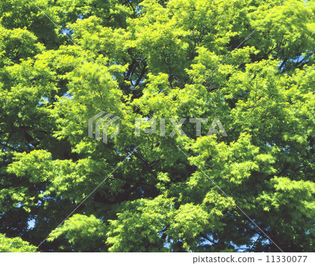 Maple Maple 11330077