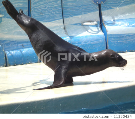 Sea lion 11330424