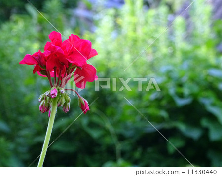 Tanegashima summer flowers 11330440