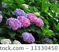 hydrangea   11330450