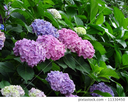 hydrangea   11330450