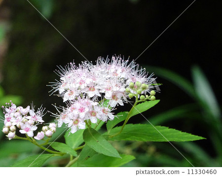 Early summer flowers 11330460