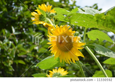 Sunflower in the morning Sunflower in the morning 11330592