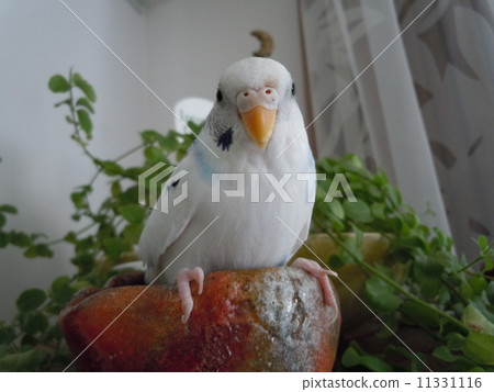 Sekisei parakeet 11331116