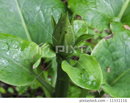 森林神社（島根縣伊南町） 11331118