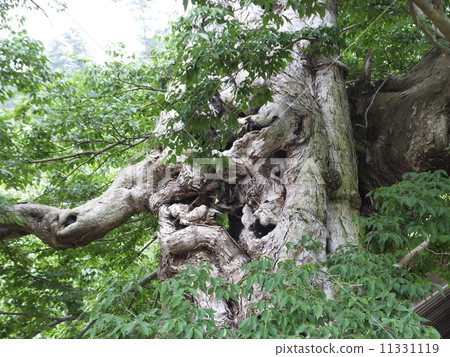 Mukunoki的Oki（島根縣出雲市） 11331119