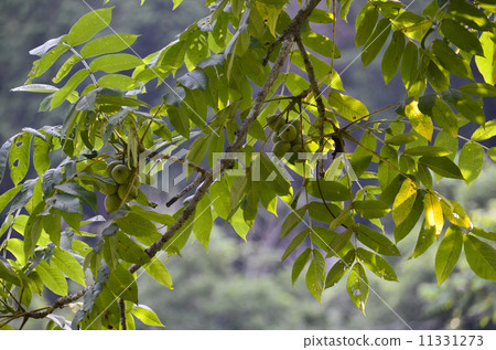 Walnut fruit 11331273