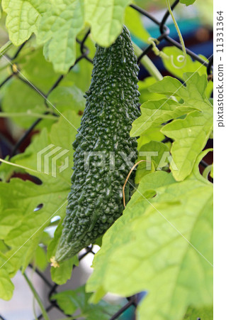 Bitter gourd 11331364