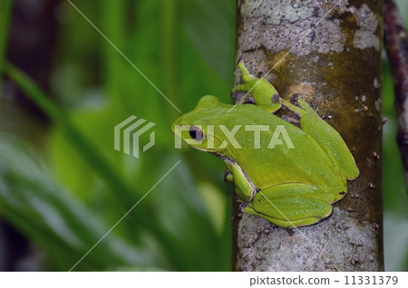 Male of Moria owl 11331379