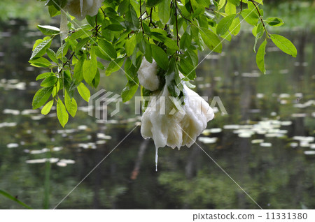 Egg mass of forest blue frog 11331380