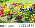  Flower garden 11331640