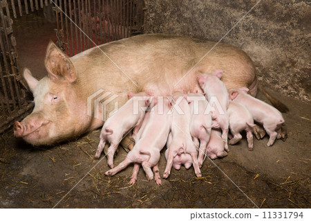 Little piglets suckling their mother 11331794
