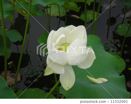 大澤池的蓮花 11332001