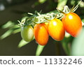 Petit tomatoes  11332246