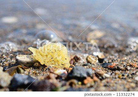 Aplysia eggs washed up in the waves ♪ 11332274