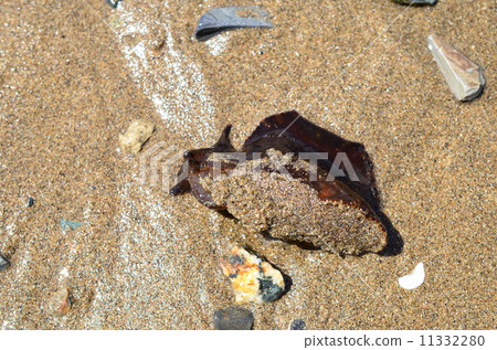 Ame happy launched with waves! 11332280