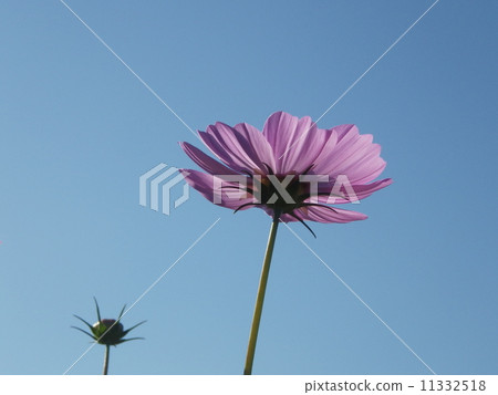 Transparent cosmos petals Transparent cosmos petals 11332518