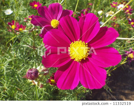 Cosmos Cosmos 11332519