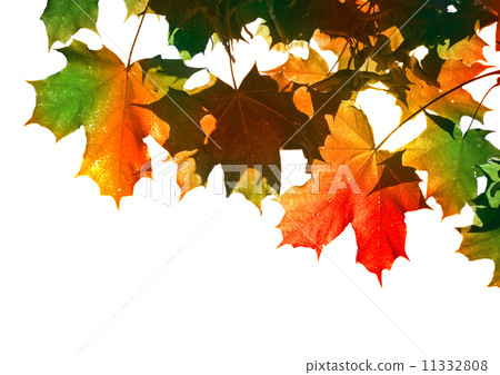 Autumnal colorful maple leaves isolated on white 11332808