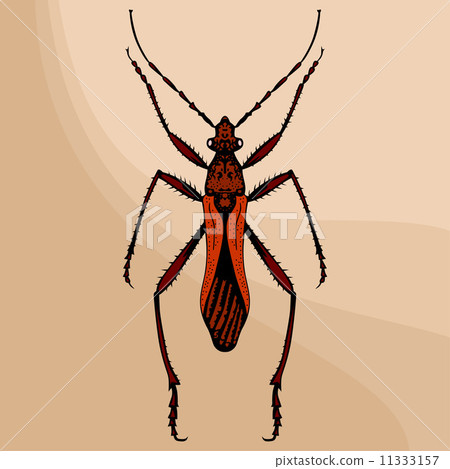 Brown bug 11333157