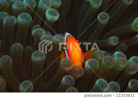 一條海葵魚 11333631