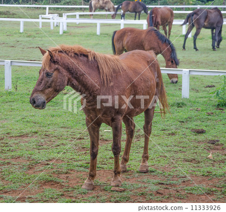Young horse eating grass in farm Young horse eating grass in farm 11333926