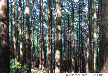 散步 散步 11334059