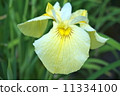 Iris 11334100